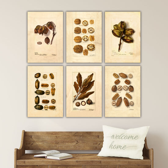 Vintage Nut Sketches on Canvas
