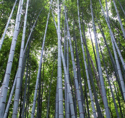 Bamboo Trees Wall Art on Canvas - Canvas Wall Art - HolyCowCanvas