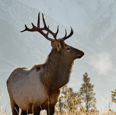 Rocky Mountain Elk Canvas Wall Art - Canvas Wall Art - HolyCowCanvas