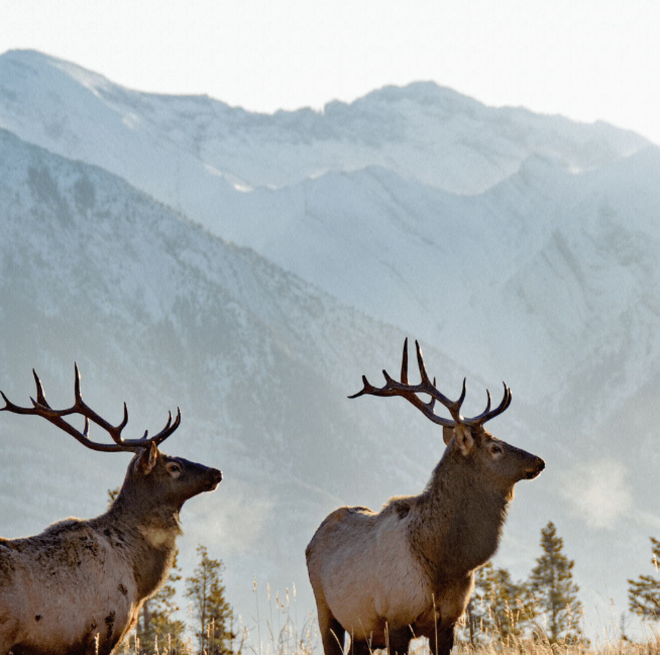 Rocky Mountain Elk Canvas Wall Art - Canvas Wall Art - HolyCowCanvas