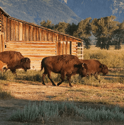 Buffalo at Grand Teton National Park - Canvas Wall Art - HolyCowCanvas