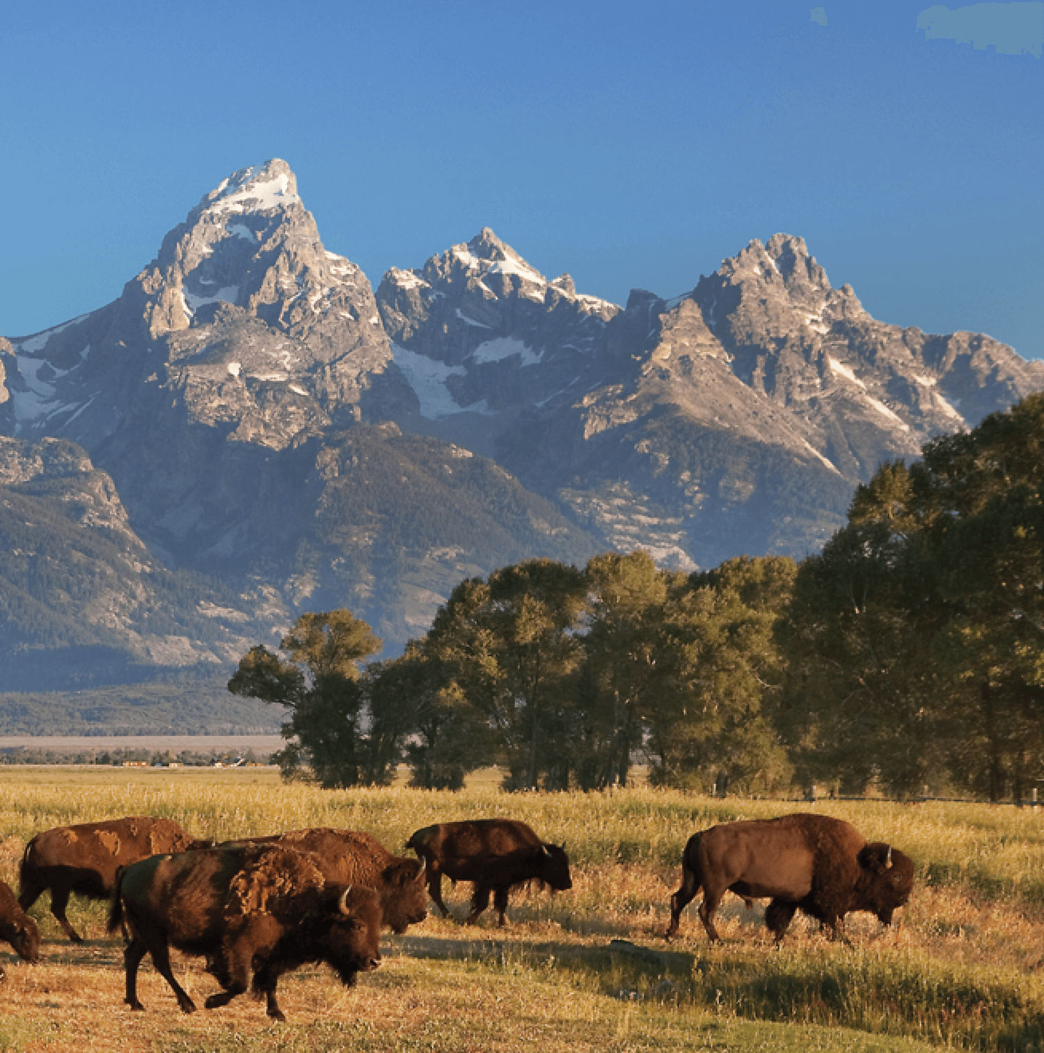 Buffalo at Grand Teton National Park - Canvas Wall Art - HolyCowCanvas