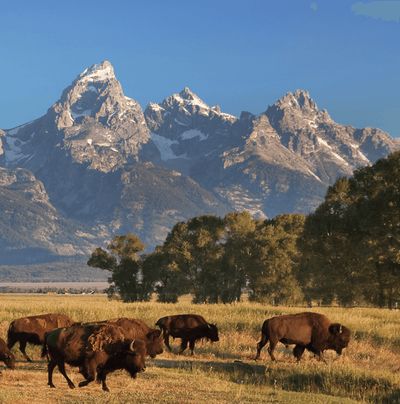 Buffalo at Grand Teton National Park - Canvas Wall Art - HolyCowCanvas