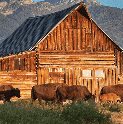 Buffalo at Grand Teton National Park - Canvas Wall Art - HolyCowCanvas