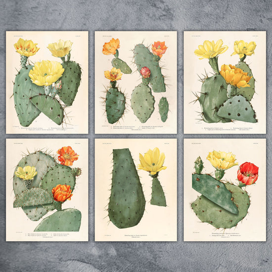 Vintage Cactus Watercolor Prints on Canvas