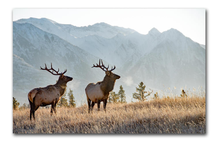 Rocky Mountain Elk Canvas Wall Art - Canvas Wall Art - HolyCowCanvas