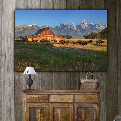 Buffalo at Grand Teton National Park - Canvas Wall Art - HolyCowCanvas