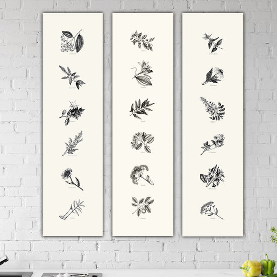 Skinny Framed Botanical Herb & Spice Canvases