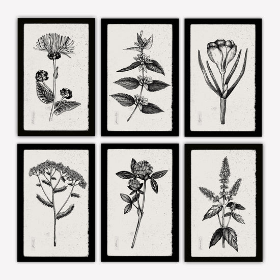 Botanical Herbs on Canvas with Black Edges
