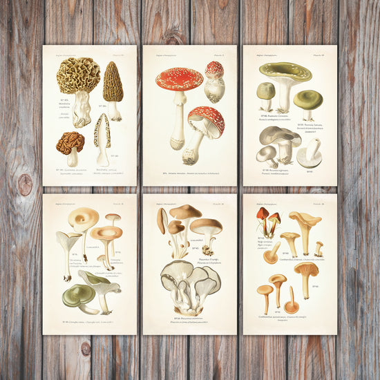 Vintage Mushroom Canvas Prints