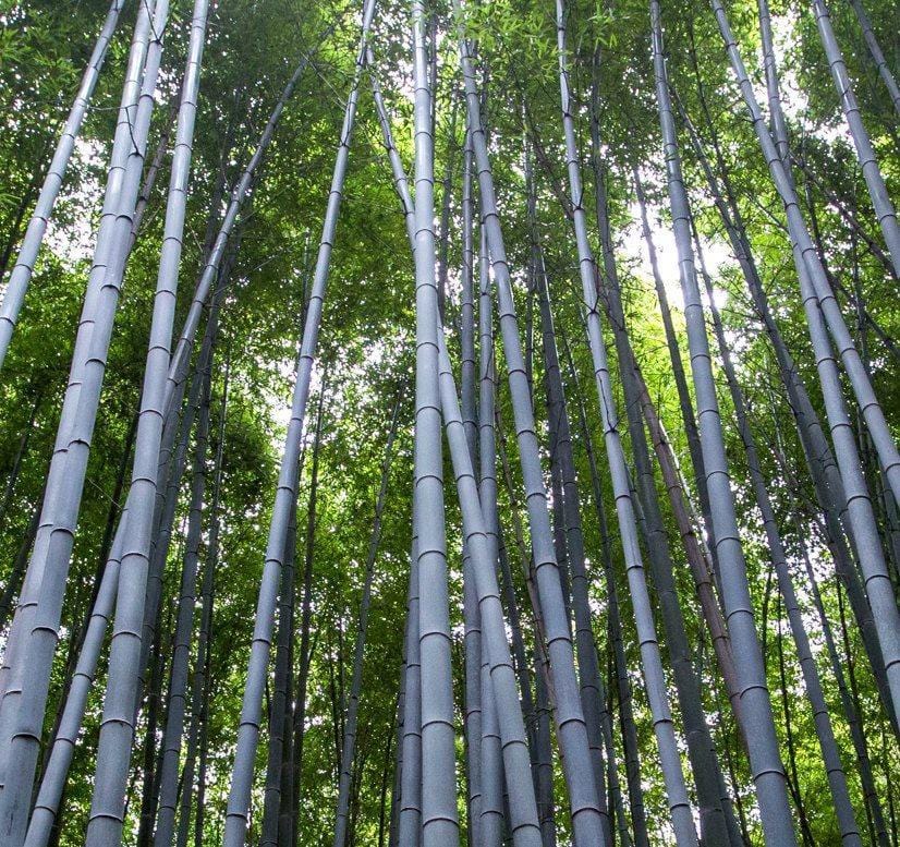 Bamboo Trees Wall Art on Canvas - Canvas Wall Art - HolyCowCanvas